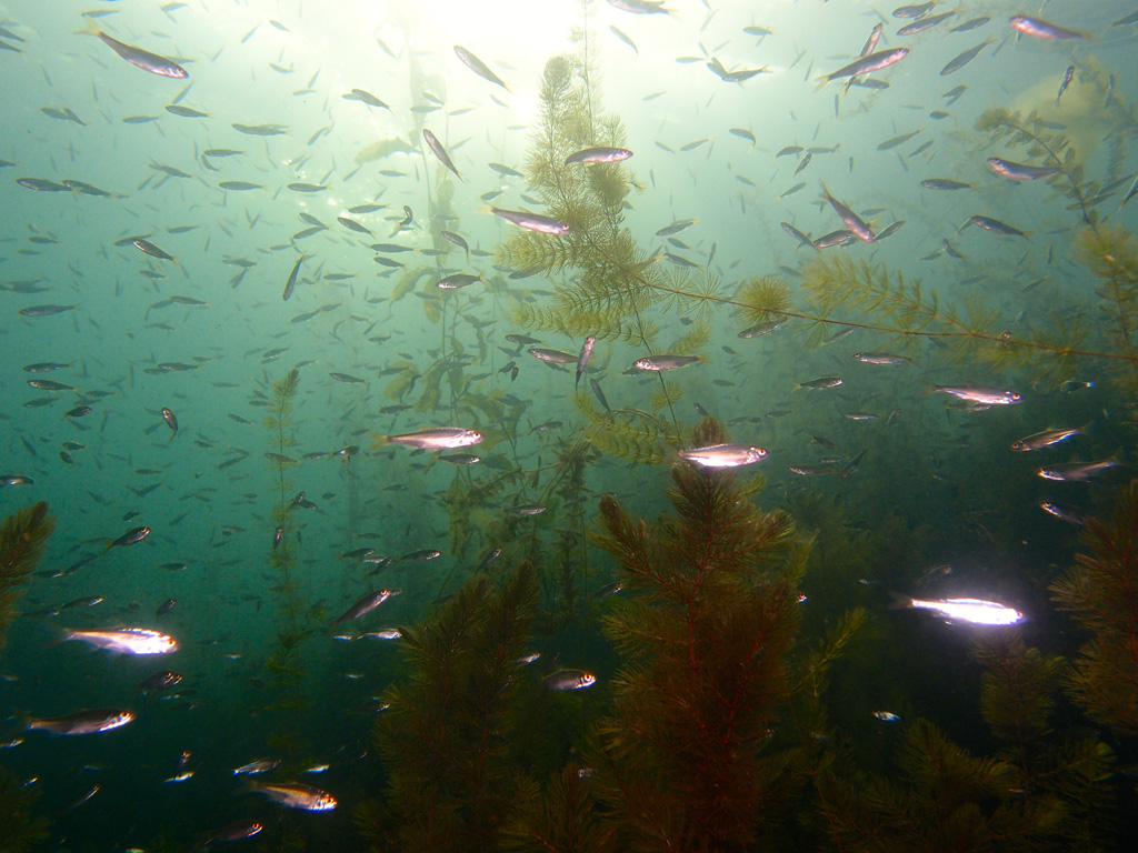 Spasstauchen im Fühlinger See