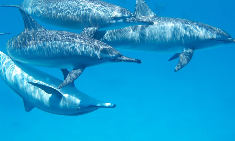 Delfine im Roten Meer