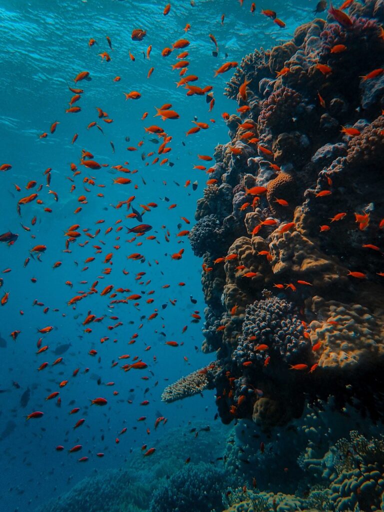 underwater, coral, fish, sea, reef