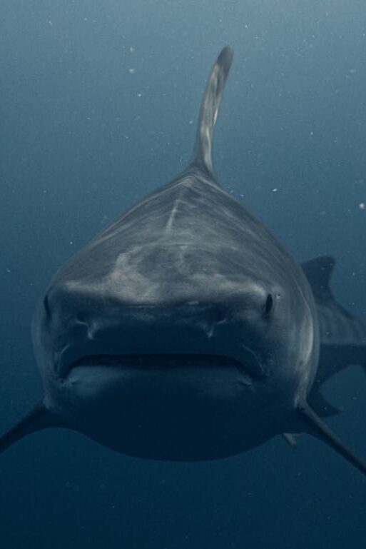 Stunning underwater photograph of a shark swimming in Haleiwa, Hawaii.
