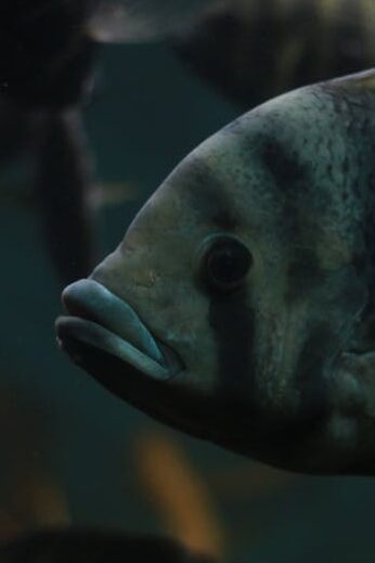 Vibrant fish in a dark aquatic setting showcasing serene marine life.