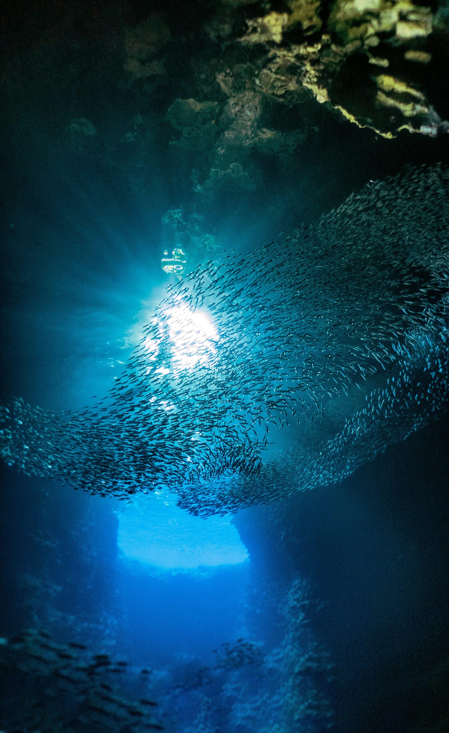 Dazzling sardine school swimming through a sunlit underwater cave in Tongatapu, Tonga.
